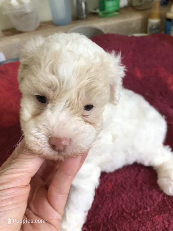 Effie lemon parti – Poodle - Toy  puppy for sale in Colcord, OK
