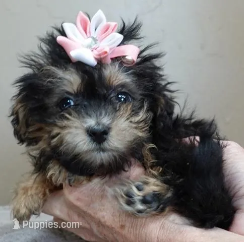 1 lb miracle – Maltipoo puppy for sale in Colcord, OK