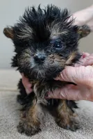 15 oz miracle, a female Maltipoo for sale in Colcord, OK – Photo 5 of 10