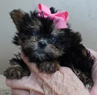 15 oz miracle, a female Maltipoo for sale in Colcord, OK – Photo 1 of 10