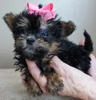 15 oz miracle, a female Maltipoo for sale in Colcord, OK – Photo 3 of 10