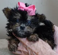 15 oz miracle, a female Maltipoo for sale in Colcord, OK – Photo 2 of 10