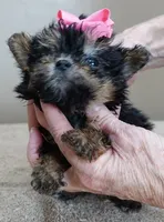 15 oz miracle, a female Maltipoo for sale in Colcord, OK – Photo 9 of 10