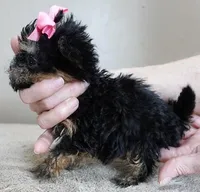 15 oz miracle, a female Maltipoo for sale in Colcord, OK – Photo 6 of 10