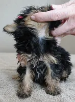 15 oz miracle, a female Maltipoo for sale in Colcord, OK – Photo 8 of 10