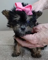 15 oz miracle, a female Maltipoo for sale in Colcord, OK – Photo 4 of 10