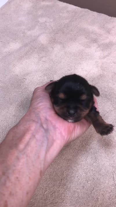 Moose, a male Yorkshire Terrier for sale in Colcord, OK – 9 of 9