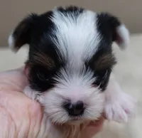 Kiva 14 ounces, a female Yorkshire Terrier for sale in Colcord, OK – 2 of 10