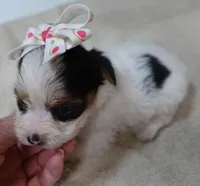 Tiny Bunny 1 lb 4 ozs, a female Yorkshire Terrier for sale in Colcord, OK – 6 of 10