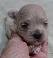 Brynn 12 ounces, a female Maltipoo for sale in Colcord, OK – 8 of 10