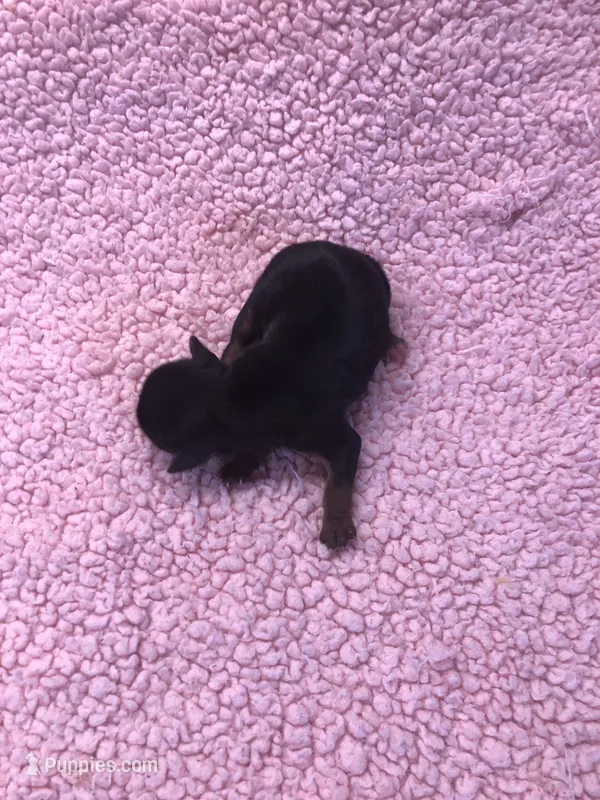 Ziggy – Yorkshire Terrier puppy for sale in Colcord, OK