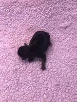 Ziggy 5 3/8 ounces, a male Yorkshire Terrier for sale in Colcord, OK – 6 of 10