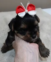 Moose, a male Yorkshire Terrier for sale in Colcord, OK – 7 of 10