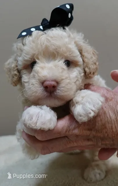 Kenobi lemon parti – Poodle - Toy  puppy for sale in Colcord, OK