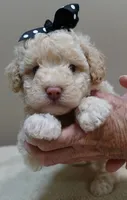 Kenobi lemon chiffon parti, a male Poodle - Toy  for sale in Colcord, OK – 1 of 10