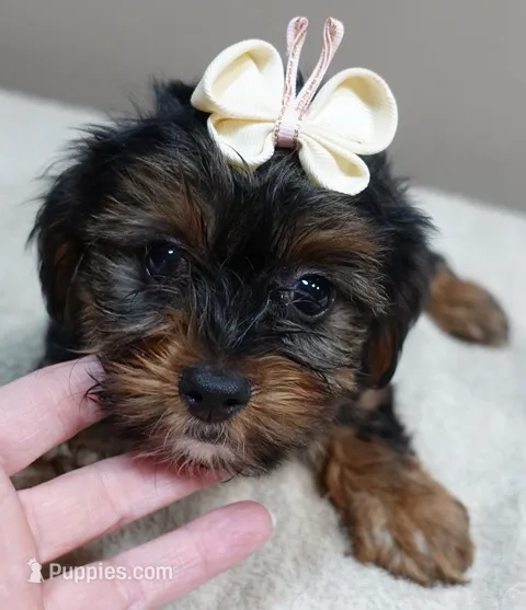 huge lover dog door trained  – Yorkshire Terrier puppy for sale in Colcord, OK