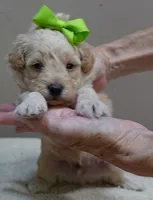 Teddy apricot, a male Poodle - Toy  for sale in Colcord, OK – 2 of 10