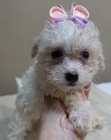 Olivia 1.4 lbs, a female Maltipoo for sale in Colcord, OK – 6 of 10