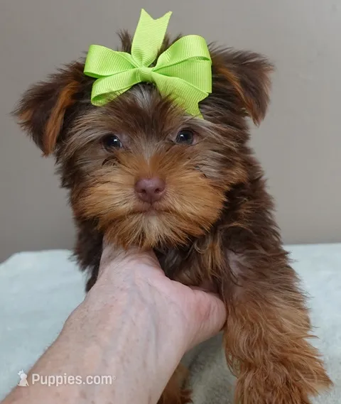 Samson – Yorkshire Terrier puppy for sale in Colcord, OK