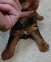 Samson, a male Yorkshire Terrier for sale in Colcord, OK – 6 of 10