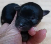 Molly 4 1/2 ounces , a female Yorkshire Terrier for sale in Colcord, OK – 3 of 9