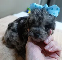 Merle Stanley 1 lb 12 ozs, a male Poodle - Toy  for sale in Colcord, OK – 4 of 10