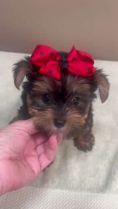 Moose, a male Yorkshire Terrier for sale in Colcord, OK – 10 of 10