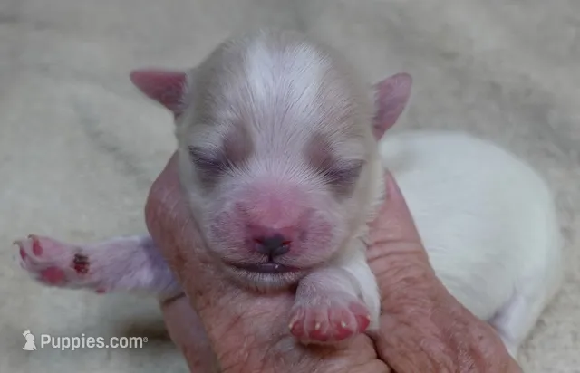 Maddie – Maltipoo puppy for sale in Colcord, OK
