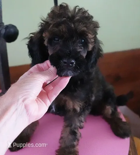 Lola – Poodle - Miniature  puppy for sale in Colcord, OK