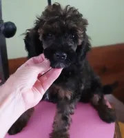 Lola, a female Poodle - Miniature  for sale in Colcord, OK – 1 of 10