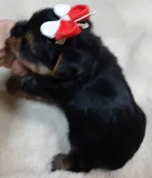 Moose, a male Yorkshire Terrier for sale in Colcord, OK – 6 of 10