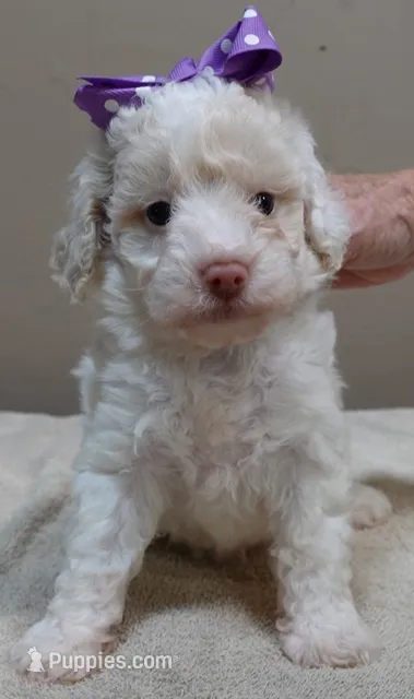Effie lemon parti – Poodle - Toy  puppy for sale in Colcord, OK