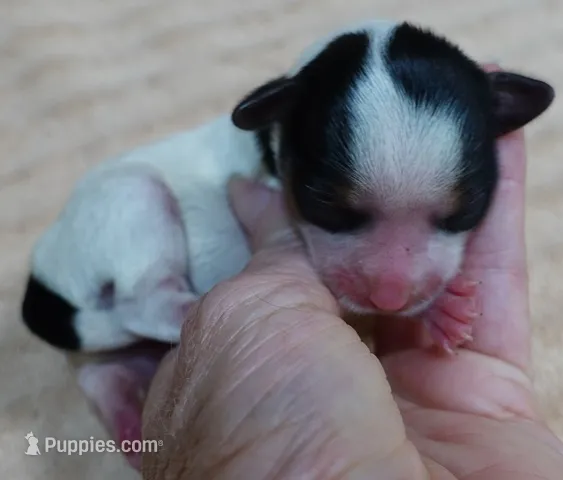 Tiny Bunny – Yorkshire Terrier puppy for sale in Colcord, OK