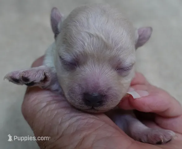 Brookie – Maltipoo puppy for sale in Colcord, OK