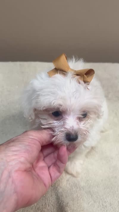 Zuko 1 lb 4 ozs, a male Maltipoo for sale in Colcord, OK – 10 of 10