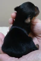 Teacup Bailey 6 3/4 ounces, a female Yorkshire Terrier for sale in Colcord, OK – 7 of 7