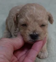 Echo, a male Maltipoo for sale in Colcord, OK – 9 of 10