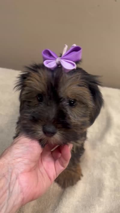 2nd chance door trained , a female Yorkshire Terrier for sale in Colcord, OK – 10 of 10