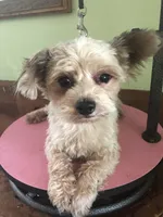 Thor, a male Yorkshire Terrier for sale in Colcord, OK – 2 of 2