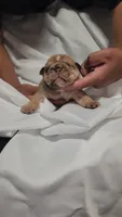 Gordo, a male English Bulldog for sale in Palm Springs, CA – 2 of 5