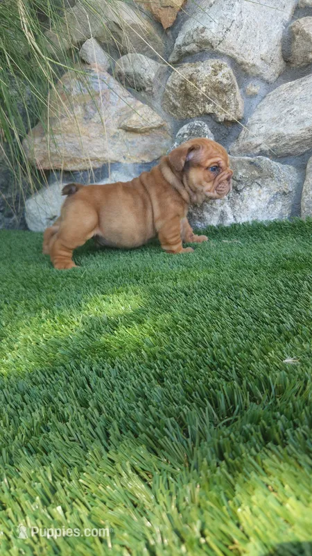 Charlie Brown – English Bulldog puppy for sale in Palm Springs, CA
