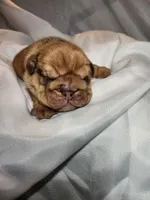 Charlie Brown, a male English Bulldog for sale in Palm Springs, CA – 5 of 5