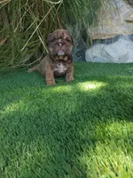 Princess Fiona , a female English Bulldog for sale in Palm Springs, CA – 3 of 4