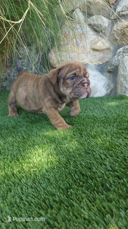 Princess Fiona  – English Bulldog puppy for sale in Palm Springs, CA