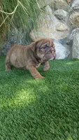 Princess Fiona , a female English Bulldog for sale in Palm Springs, CA – 1 of 4