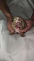 Bentley, a male English Bulldog for sale in Palm Springs, CA – 5 of 5