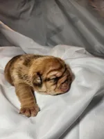 Charlie Brown, a male English Bulldog for sale in Palm Springs, CA – 3 of 5