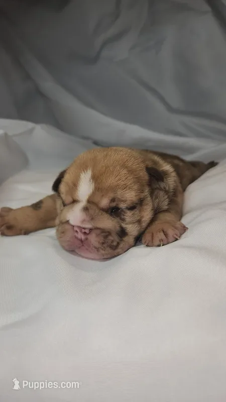 Bentley – English Bulldog puppy for sale in Palm Springs, CA