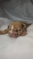 Bentley, a male English Bulldog for sale in Palm Springs, CA – 1 of 5