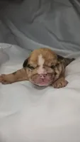 Bentley, a male English Bulldog for sale in Palm Springs, CA – 2 of 5